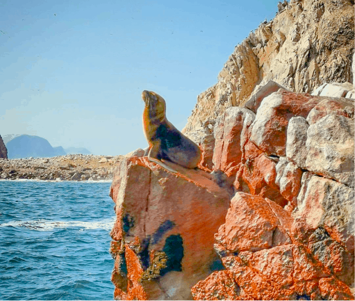 ilha ballestas passeio huacachina