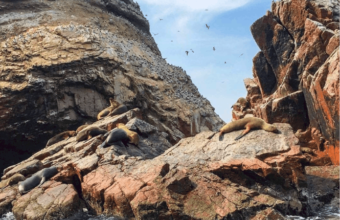 tour paracas islas ballestas huacachina