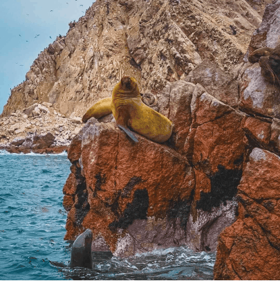 tour paracas islas ballestas huacachina