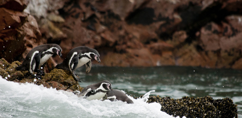 ballestas islands